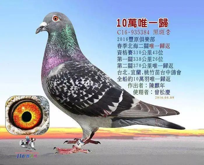 中国最贵十个鸽子（全球范围内被认为首屈一指的超级名鸽有哪些）