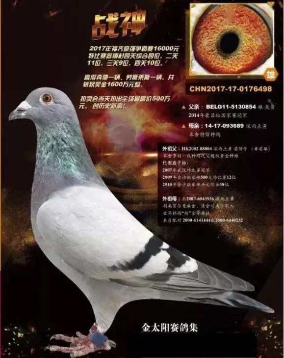 中国最贵十个鸽子（全球范围内被认为首屈一指的超级名鸽有哪些）